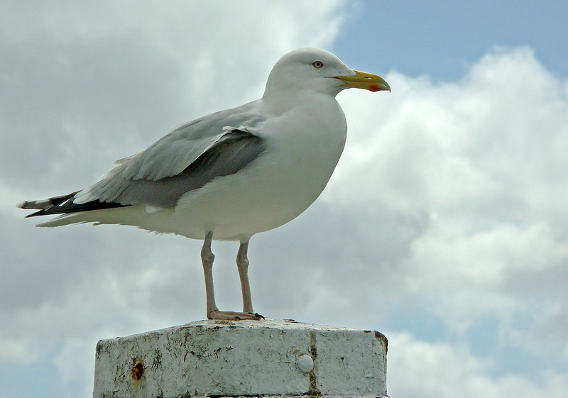 Texel  Tiere  PICT 1682.jpg